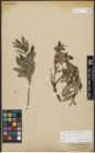 Foto von Salix repens L. x Salix viminalis L.